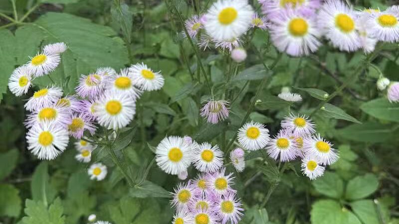 Colman Park - South Lyon,