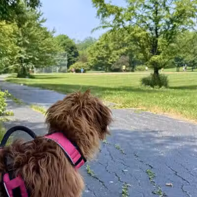 Colman Park - South Lyon,