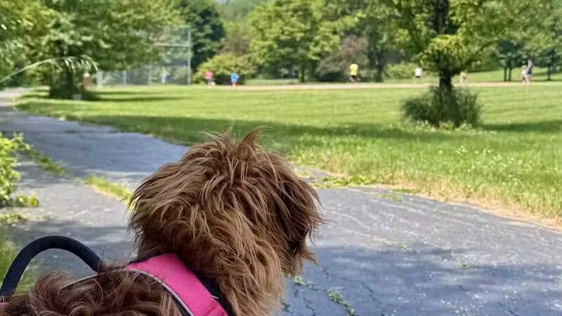 Colman Park - South Lyon,