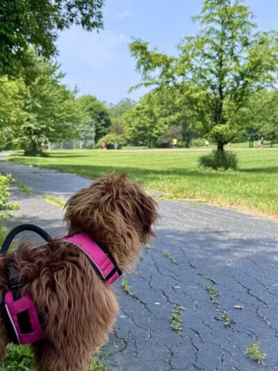 Colman Park - South Lyon,