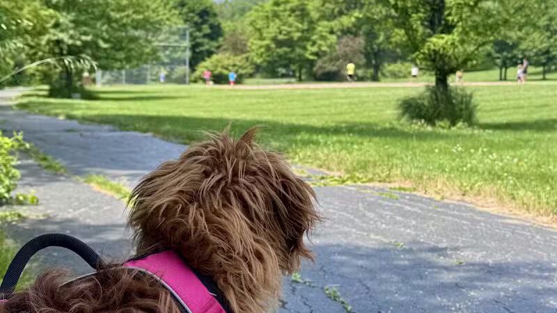 Colman Park - South Lyon,