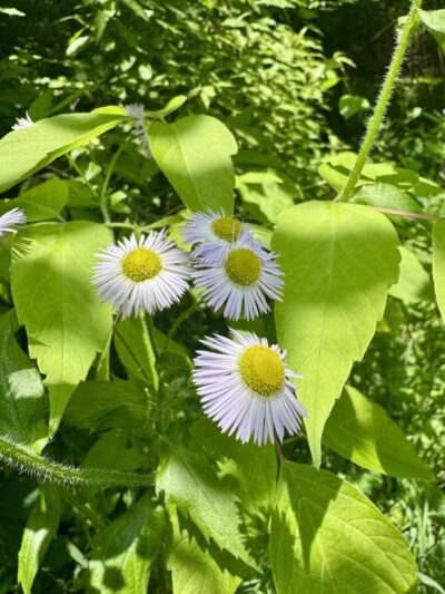 Colman Park - South Lyon,