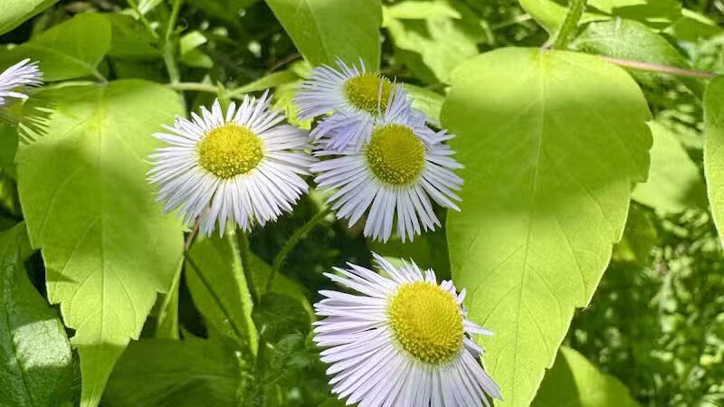 Colman Park - South Lyon,