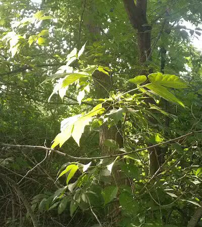 Colman Park - South Lyon,