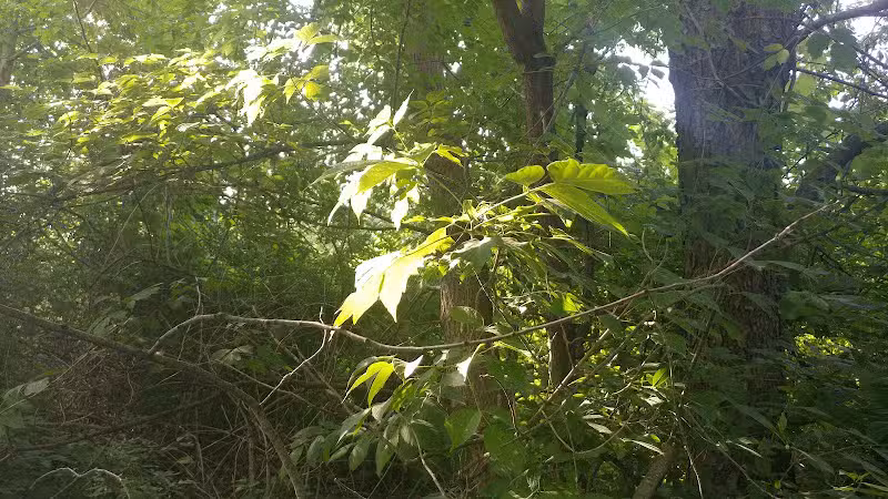 Colman Park - South Lyon,