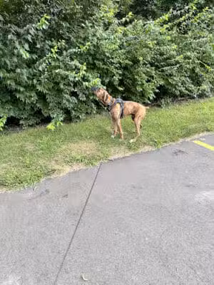 McHattie Park - South Lyon,