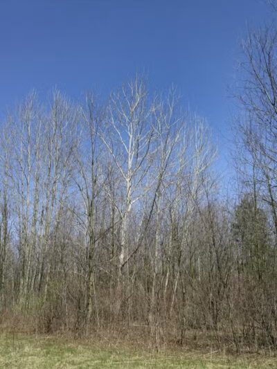 Volunteer Park - South Lyon,