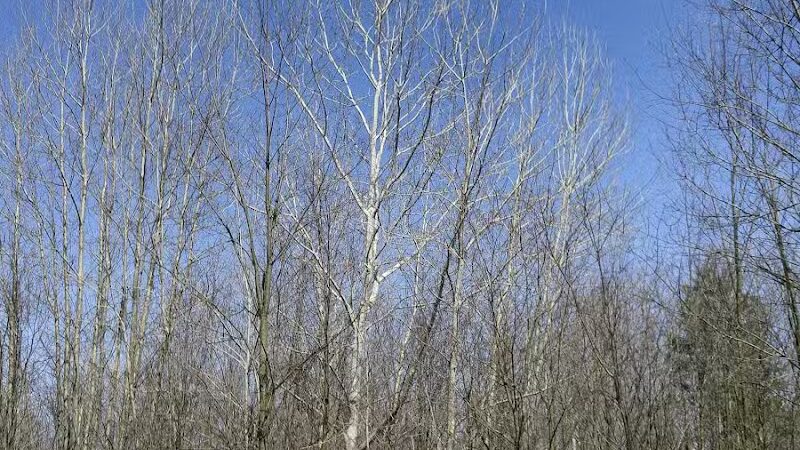 Volunteer Park - South Lyon,