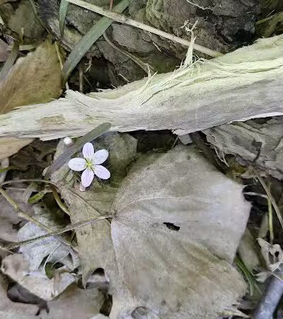 Volunteer Park - South Lyon,