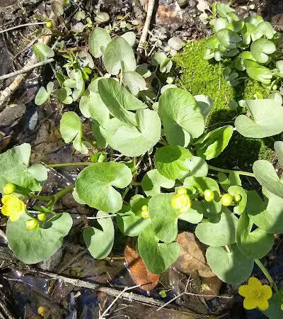 Volunteer Park - South Lyon,