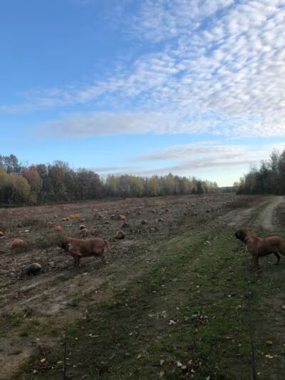 Volunteer Park - South Lyon,