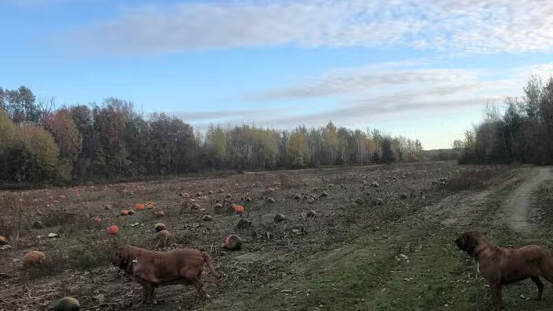Volunteer Park - South Lyon,