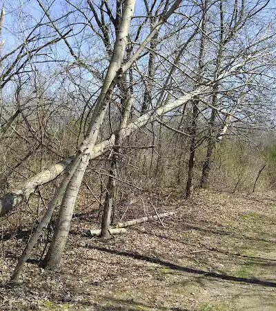 Volunteer Park - South Lyon,