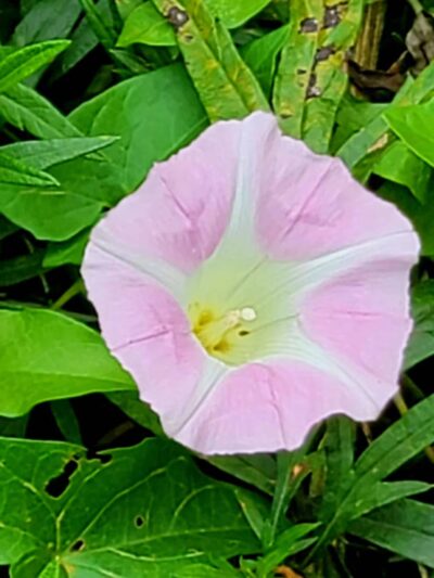 Meadowland Park - South Orange Village, NJ