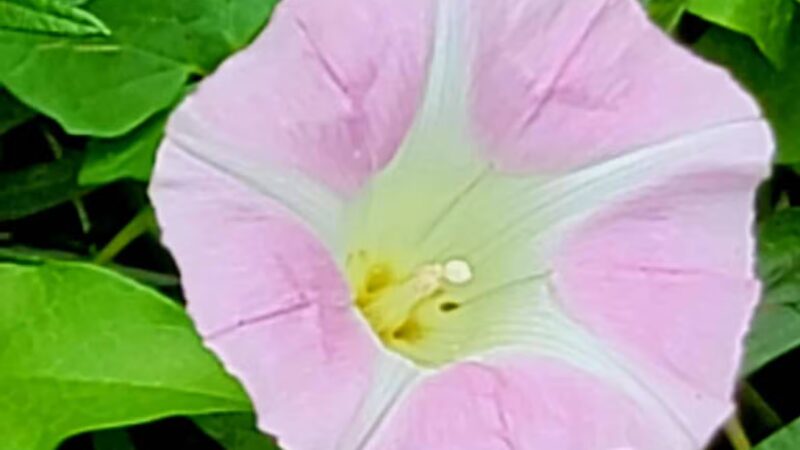 Meadowland Park - South Orange Village, NJ