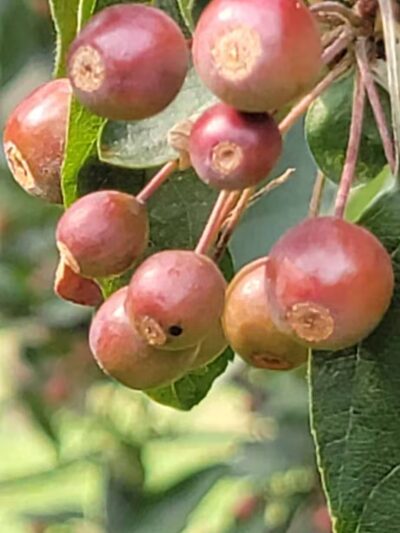 Meadowland Park - South Orange Village, NJ