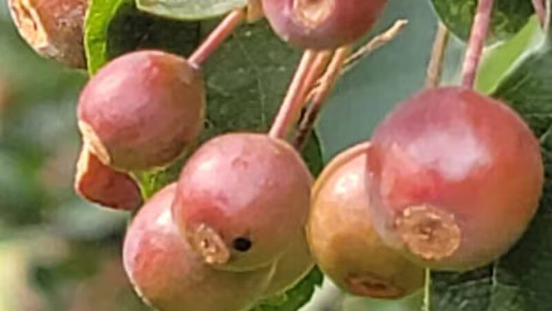 Meadowland Park - South Orange Village, NJ