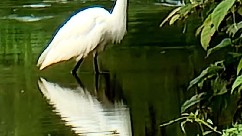 Meadowland Park - South Orange Village, NJ