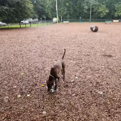 South Windsor Bark Park - South Windsor, CT