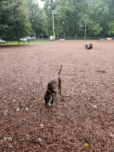 South Windsor Bark Park - South Windsor, CT