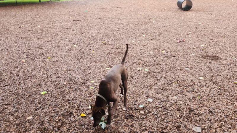 South Windsor Bark Park - South Windsor, CT