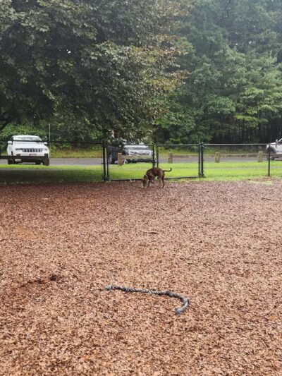 South Windsor Bark Park - South Windsor, CT