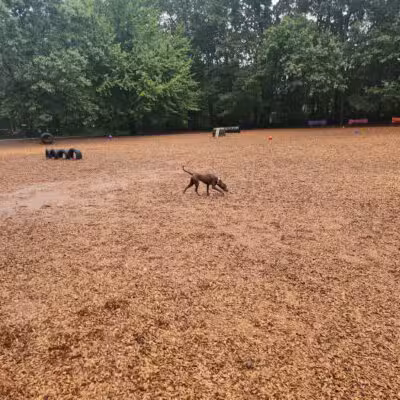 South Windsor Bark Park - South Windsor, CT