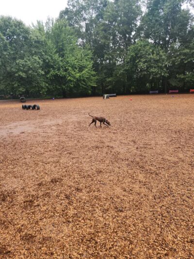 South Windsor Bark Park - South Windsor, CT