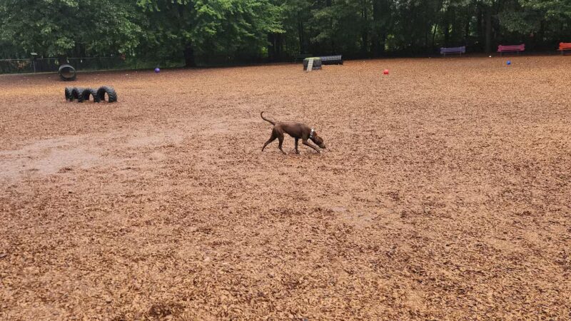 South Windsor Bark Park - South Windsor, CT