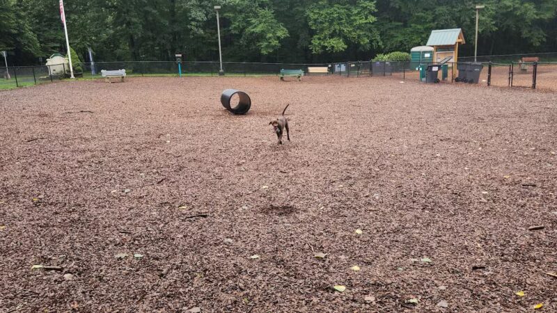 South Windsor Bark Park - South Windsor, CT