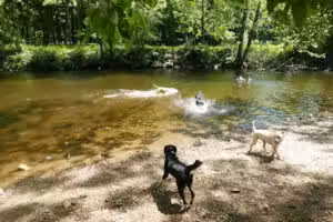 Southbury Dog Park - Southbury, CT