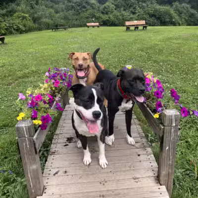 Southbury Dog Park - Southbury, CT
