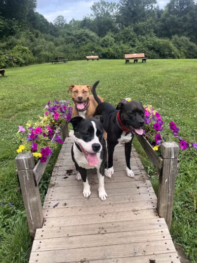 Southbury Dog Park - Southbury, CT
