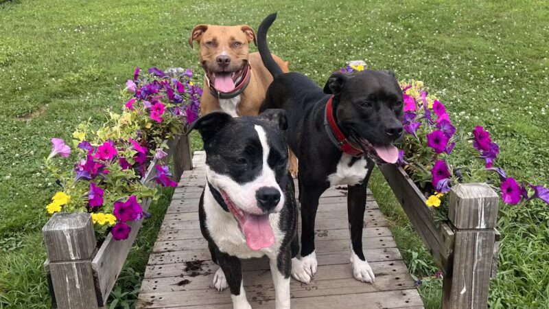 Southbury Dog Park - Southbury, CT