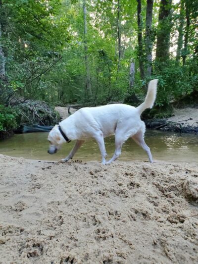 Martin Dog Park - Southern Pines, NC