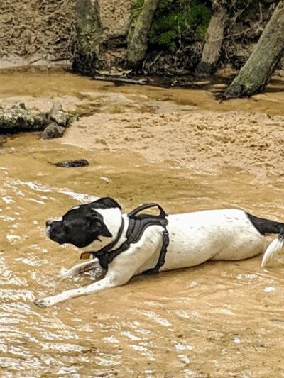 Martin Dog Park - Southern Pines, NC