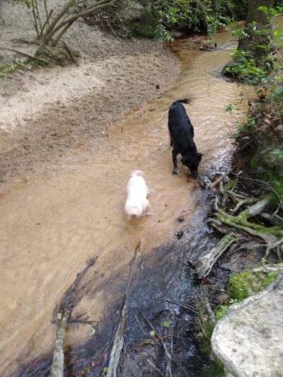 Martin Dog Park - Southern Pines, NC