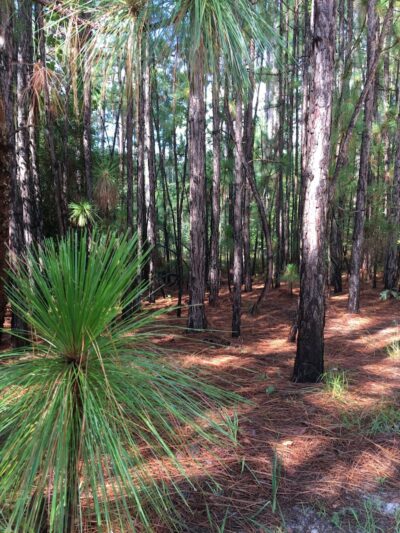 Martin Dog Park - Southern Pines, NC