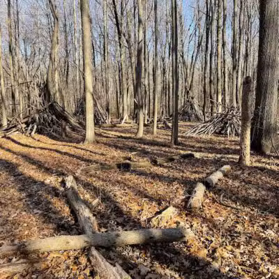 Bauervic Woods Park - Southfield,