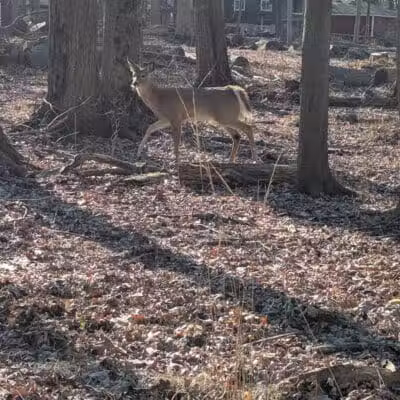 Bauervic Woods Park - Southfield,