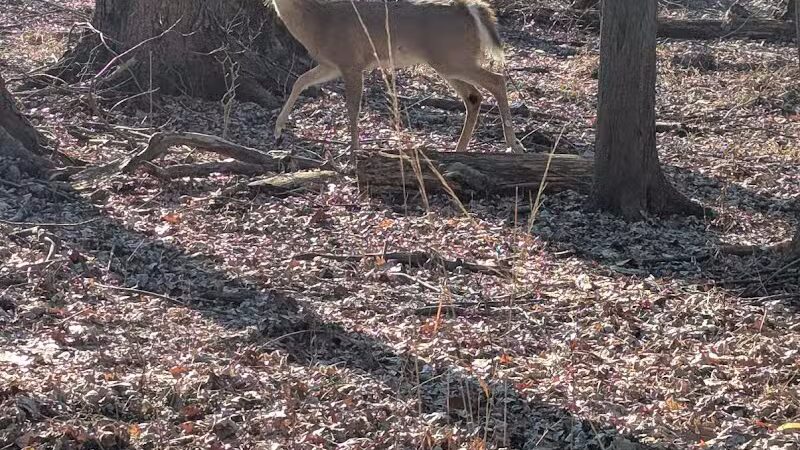 Bauervic Woods Park - Southfield,