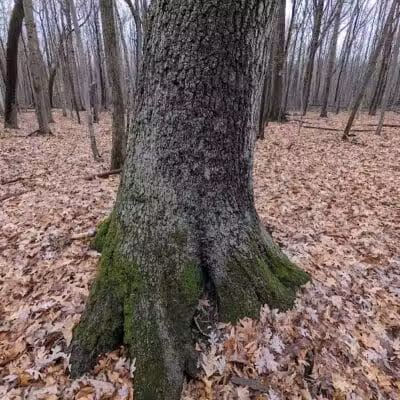 Bauervic Woods Park - Southfield,