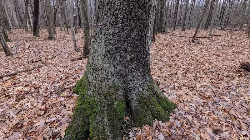 Bauervic Woods Park - Southfield,