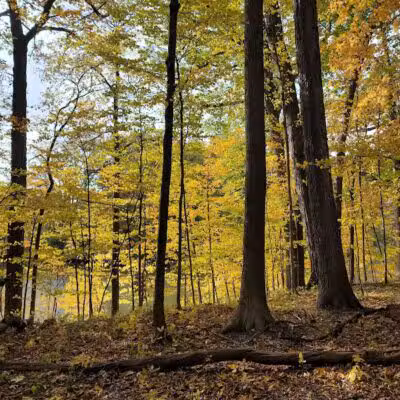 Carpenter Lake Nature Preserve - Southfield,
