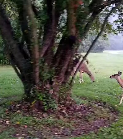 Inglenook Park - Southfield,