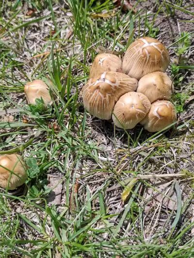 Inglenook Park - Southfield,