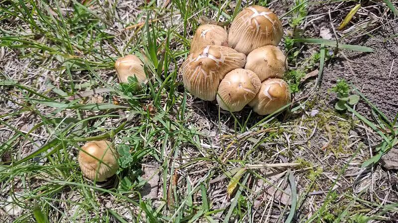 Inglenook Park - Southfield,