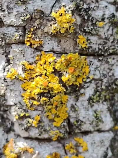 Inglenook Park - Southfield,