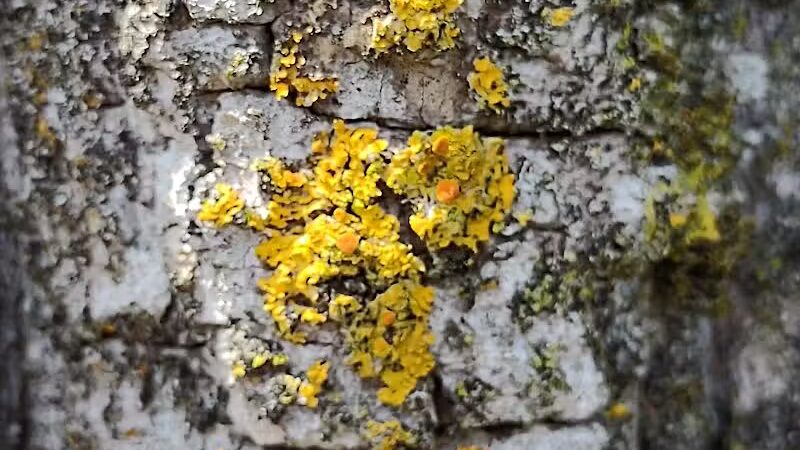 Inglenook Park - Southfield,