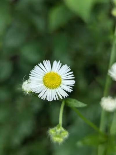 Lahser Woods Park - Southfield,